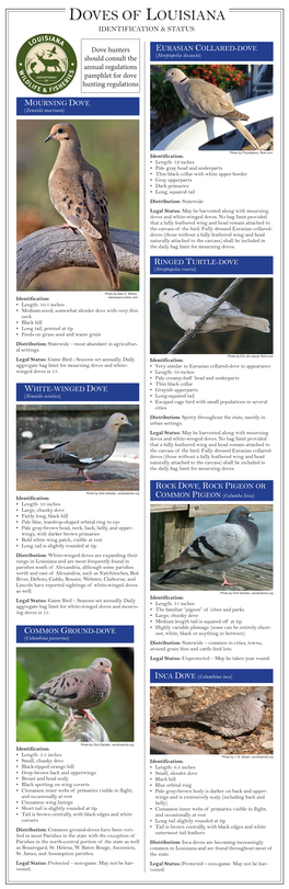 Doves of Louisiana Identification & Status