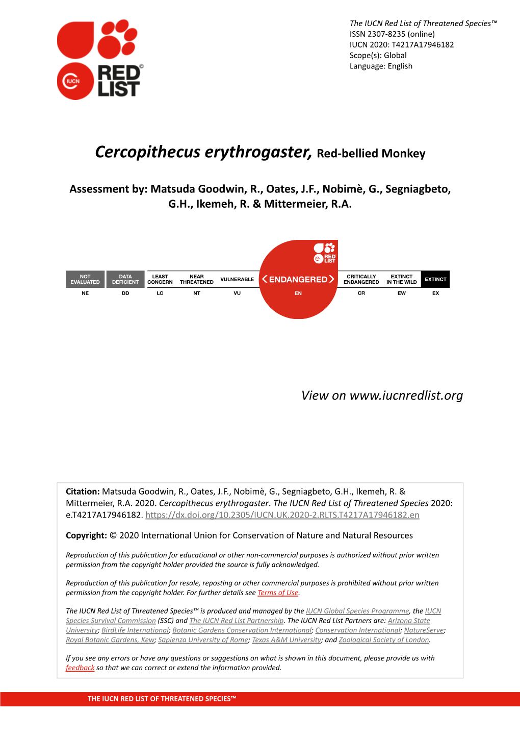 Cercopithecus Erythrogaster, Red-Bellied Monkey