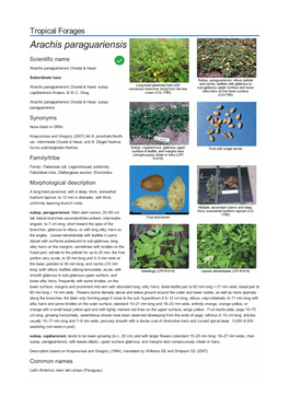 Arachis Paraguariensis Scientific Name  Arachis Paraguariensis Chodat & Hassl