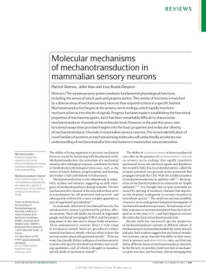 Molecular Mechanisms of Mechanotransduction in Mammalian Sensory Neurons