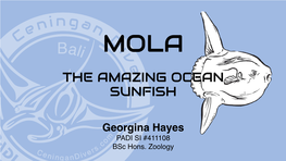 The Amazing Ocean Sunfish