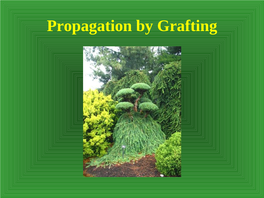Propagation by Grafting