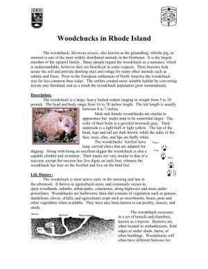 Woodchucks in Rhode Island