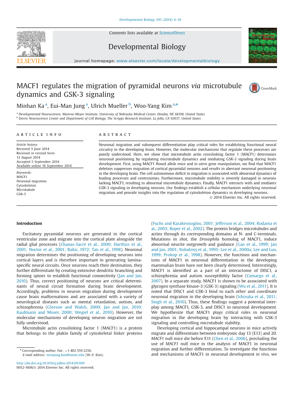 MACF1 Regulates the Migration of Pyramidal Neurons Via Microtubule Dynamics and GSK-3 Signaling