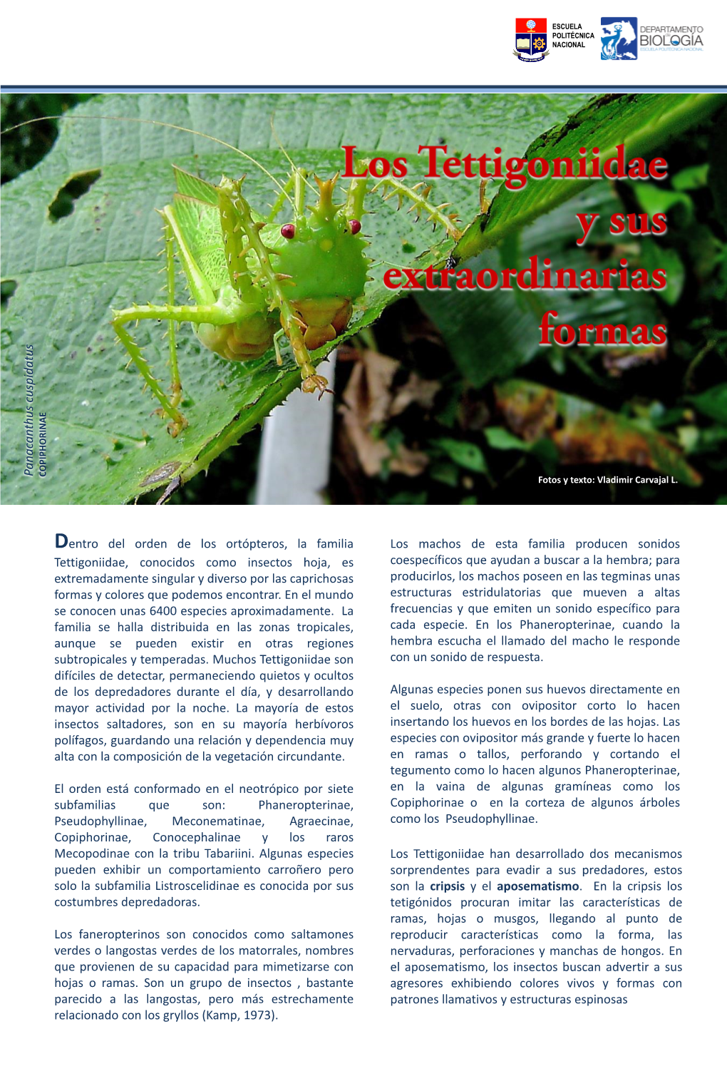 Los Tettigoniidae Y Sus Extraordinarias Formas 3.Pdf