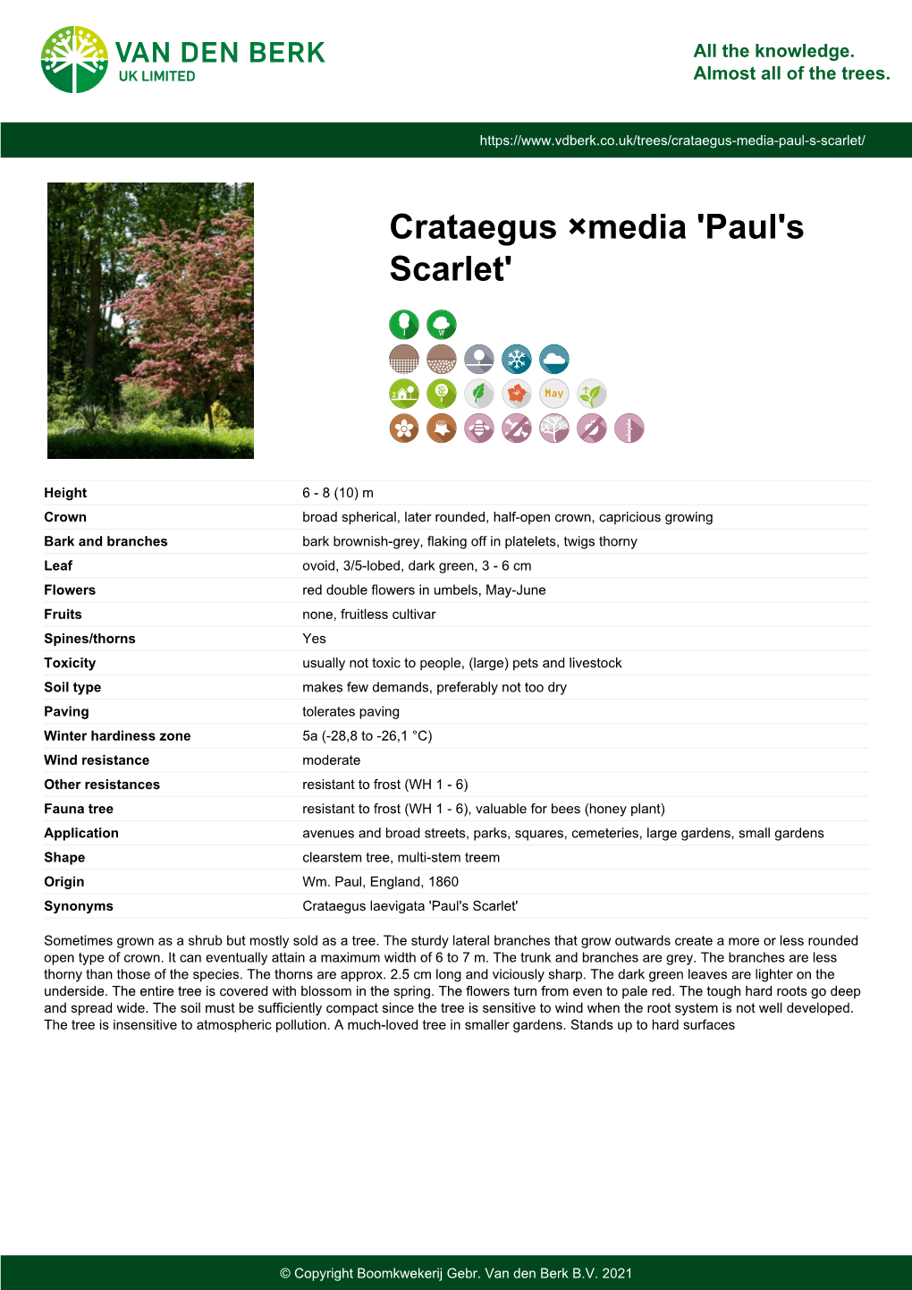 Crataegus ×Media 'Paul's Scarlet'