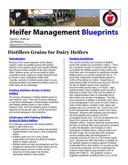 Distillers Grain for Dairy Heifers