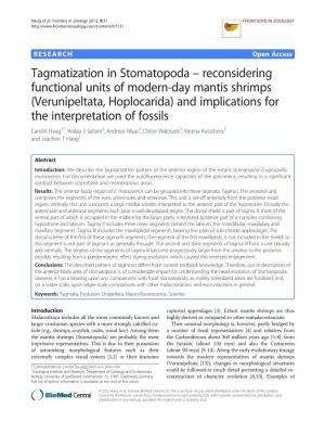 Tagmatization in Stomatopoda