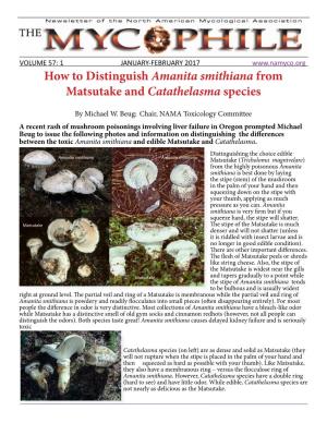 How to Distinguish Amanita Smithiana from Matsutake and Catathelasma Species