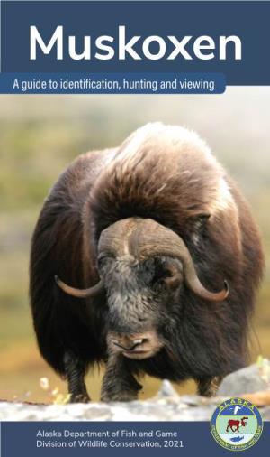 Muskoxen a Guide to Identification, Hunting and Viewing
