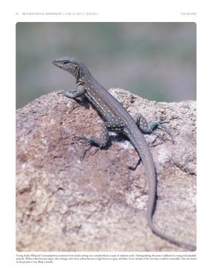 92 IRCF Reptiles & Amphibians • Vol 18, No 2 • Jun 2011 Young Aruba