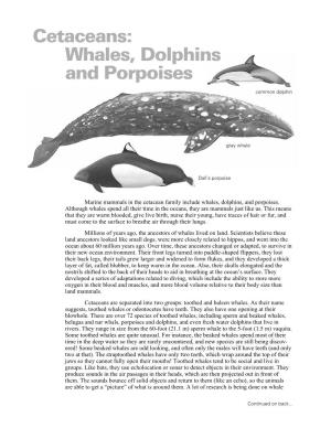 Cetaceans: Whales, Dolphins and Porpoises