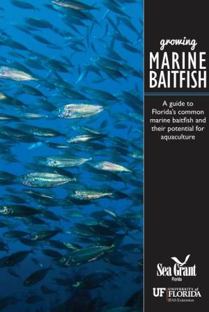 Growing MARINE BAITFISH a Guide to Florida’S Common Marine Baitfish and Their Potential for Aquaculture