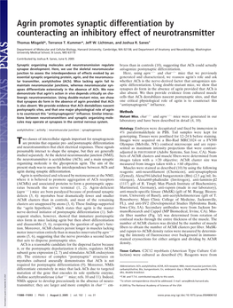 Agrin Promotes Synaptic Differentiation by Counteracting an Inhibitory Effect of Neurotransmitter