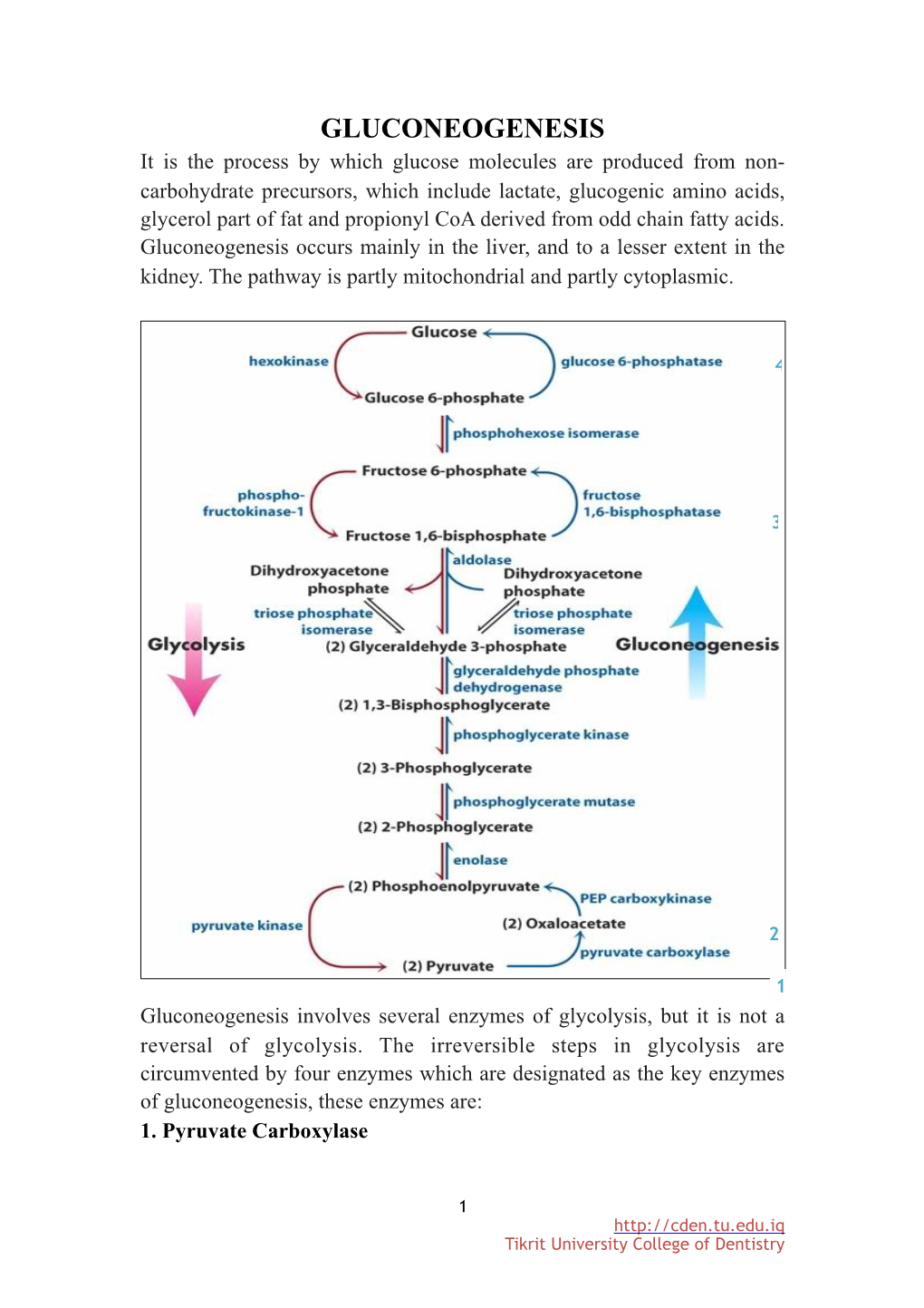 Gluconeogenesis 1