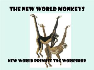 The New World Monkeys
