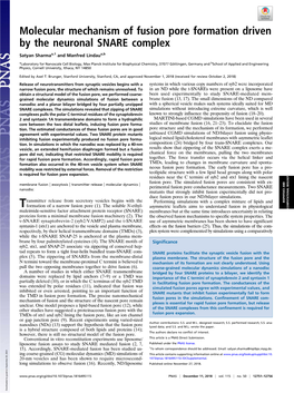 Molecular Mechanism of Fusion Pore Formation Driven by the Neuronal SNARE Complex