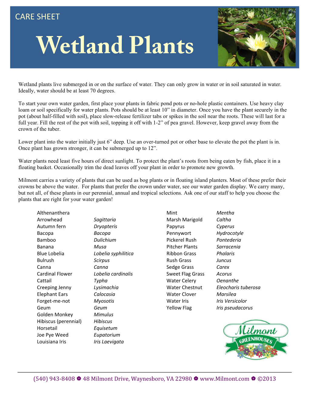 Wetland Plants