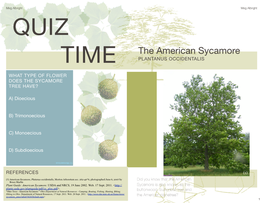 The American Sycamore TIME PLANTANUS OCCIDENTALIS