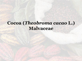Cocoa (Theobroma Cacao L.) Malvaceae