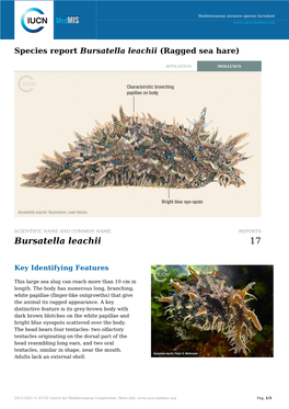Species Report Bursatella Leachii (Ragged Sea Hare)