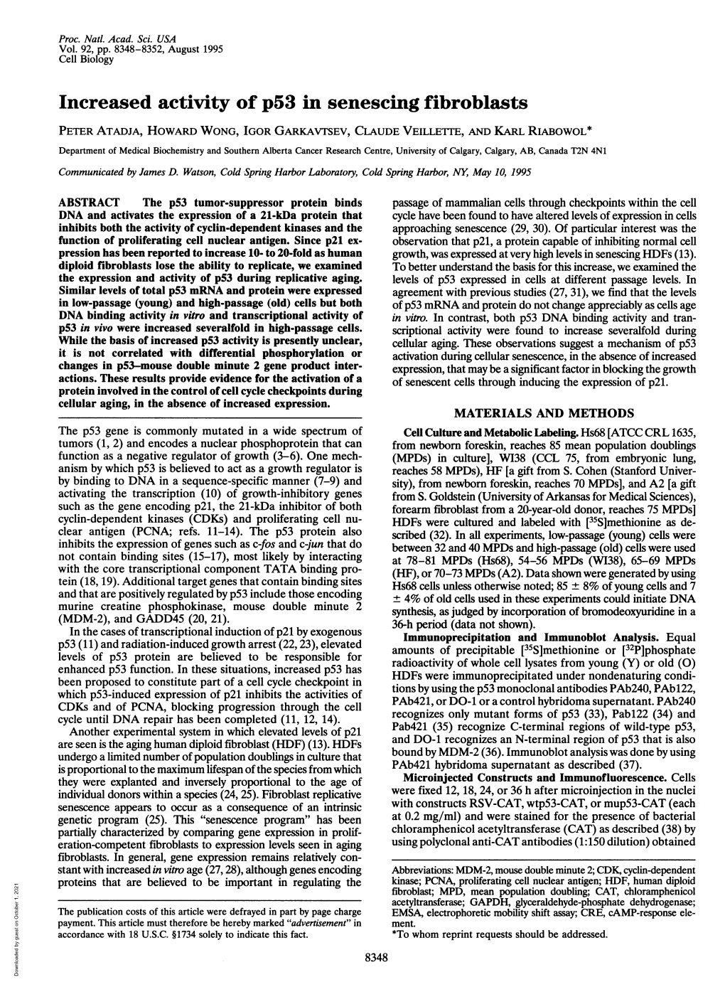 Increased Activity of P53 in Senescing Fibroblasts