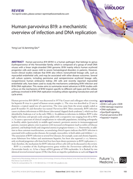 Human Parvovirus B19: a Mechanistic Overview of Infection and DNA Replication