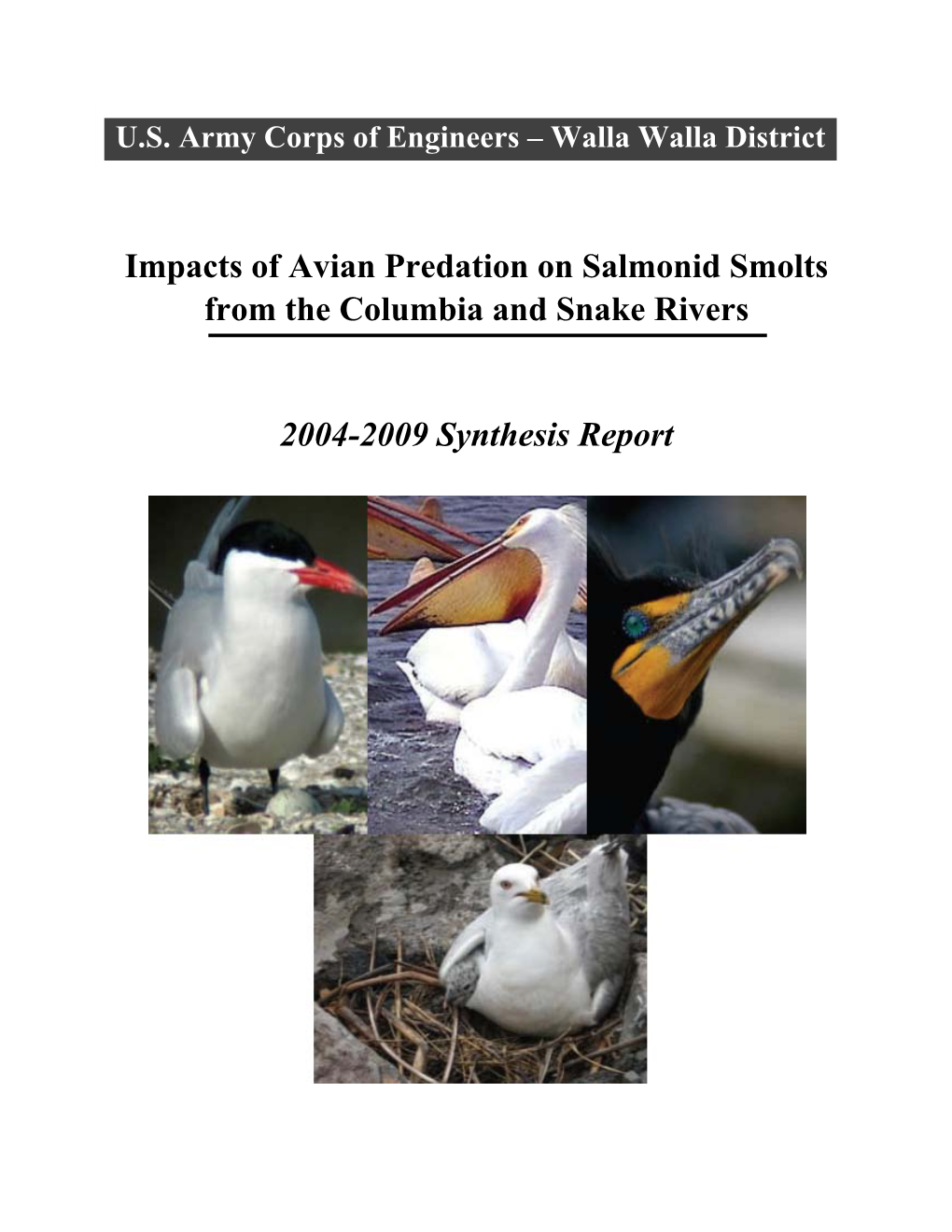 Impacts of Avian Predation on Salmonid Smolts from the Columbia and Snake Rivers 2004-2009 Synthesis Report