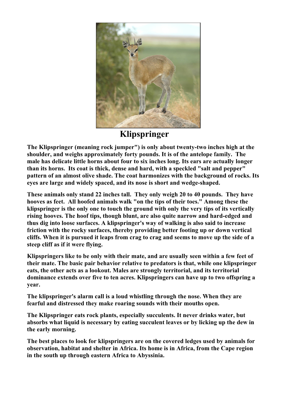 Klipspringer