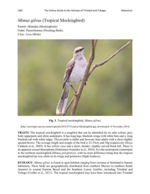Mimus Gilvus (Tropical Mockingbird) Family: Mimidae (Mockingbirds) Order: Passeriformes (Perching Birds) Class: Aves (Birds)