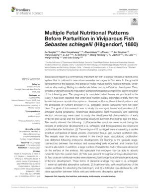 Multiple Fetal Nutritional Patterns Before Parturition in Viviparous Fish Sebastes Schlegelii (Hilgendorf, 1880)