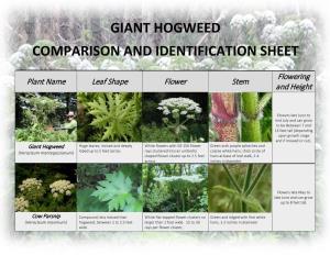 Giant Hogweed Comparison and Identification Sheet