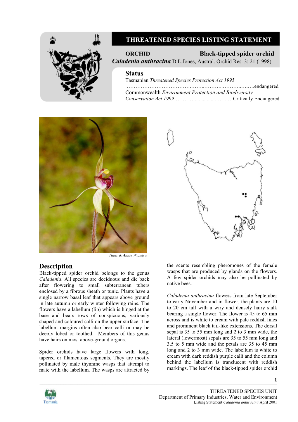 Black-Tipped Spider Orchid Caladenia Anthracina D.L.Jones, Austral