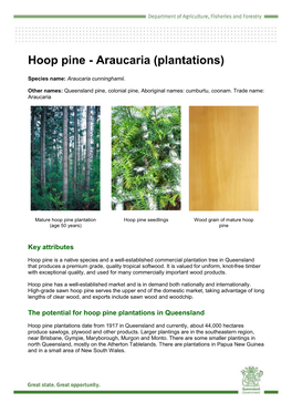 Hoop Pine - Araucaria (Plantations)