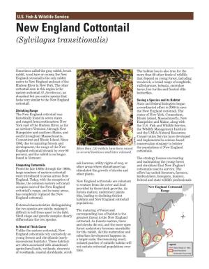 New England Cottontail (Sylvilagus Transitionalis)