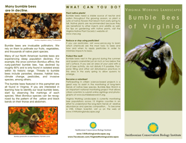 Bumble Bees of Virginia