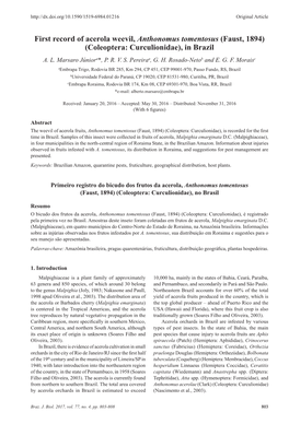 First Record of Acerola Weevil, Anthonomus Tomentosus (Faust, 1894) (Coleoptera: Curculionidae), in Brazil A