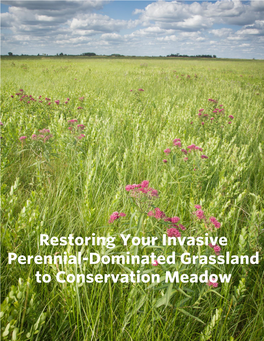 Invasive-Perennial Dominated Field to Conservation Meadow