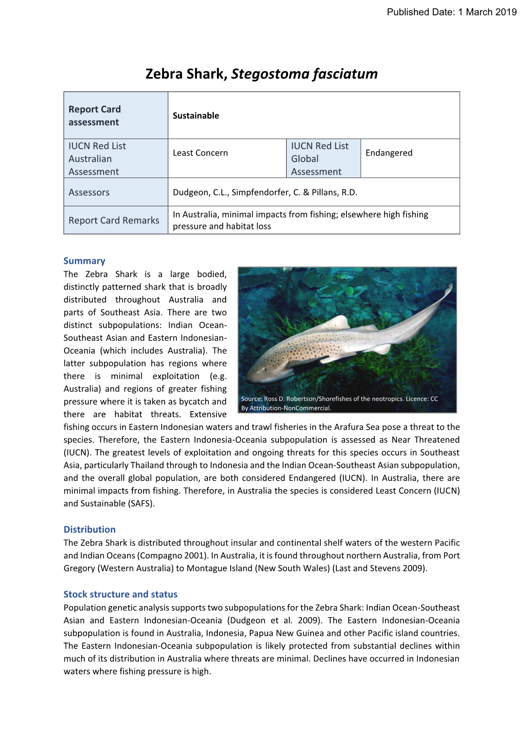 Zebra Shark, Stegostoma Fasciatum