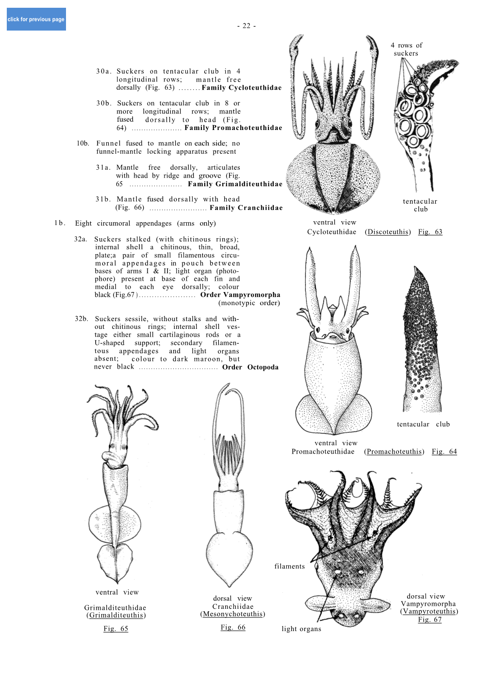 10B. 31B. Mantle Fused Dorsally with Head (Fig