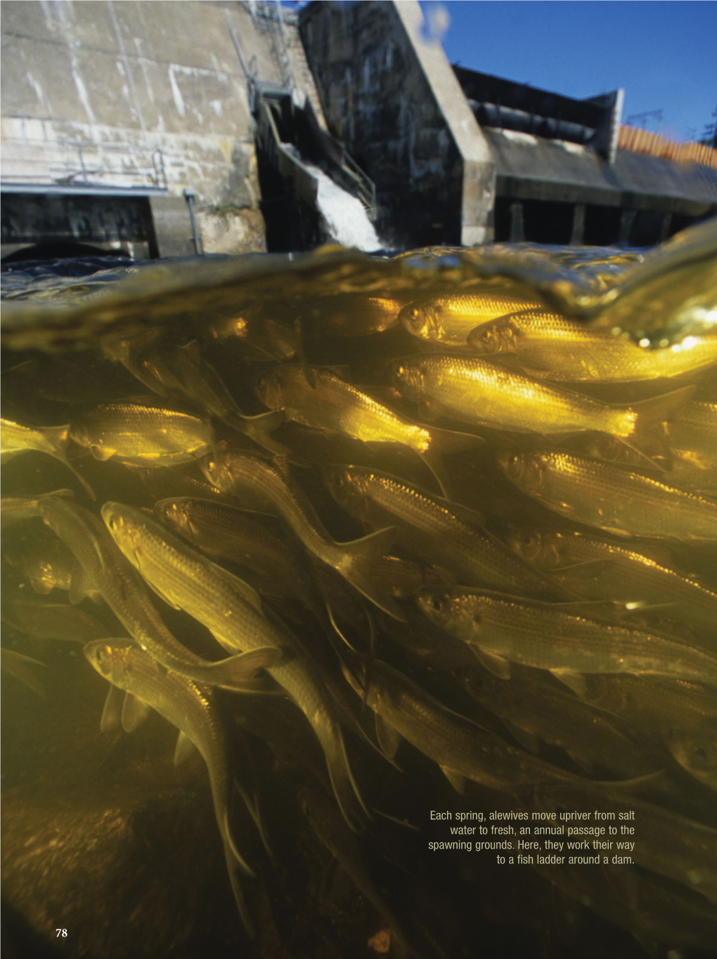 Alewives Move Upriver from Salt Water to Fresh, an Annual Passage to the Spawning Grounds