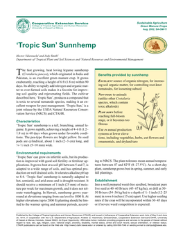 'Tropic Sun' Sunnhemp