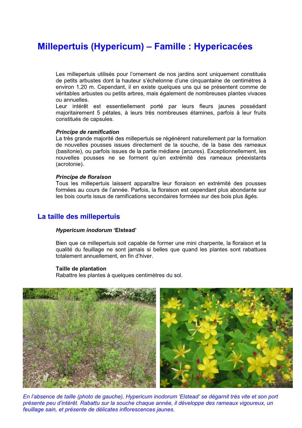 Millepertuis (Hypericum) – Famille : Hypericacées