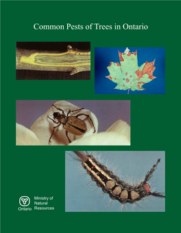 Common Pests of Trees in Ontario Common Pests of Trees in Ontario