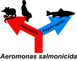 Aeromonas Salmonicida 1 Research Article