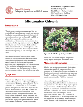 Micronutrient Chlorosis Introduction
