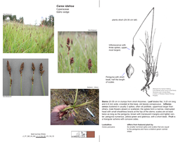 Carex Idahoa Cyperaceae Idaho Sedge Dick Brainerd