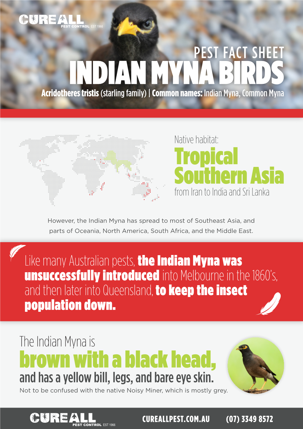 INDIAN MYNA BIRDS Acridotheres Tristis (Starling Family) | Common Names: Indian Myna, Common Myna