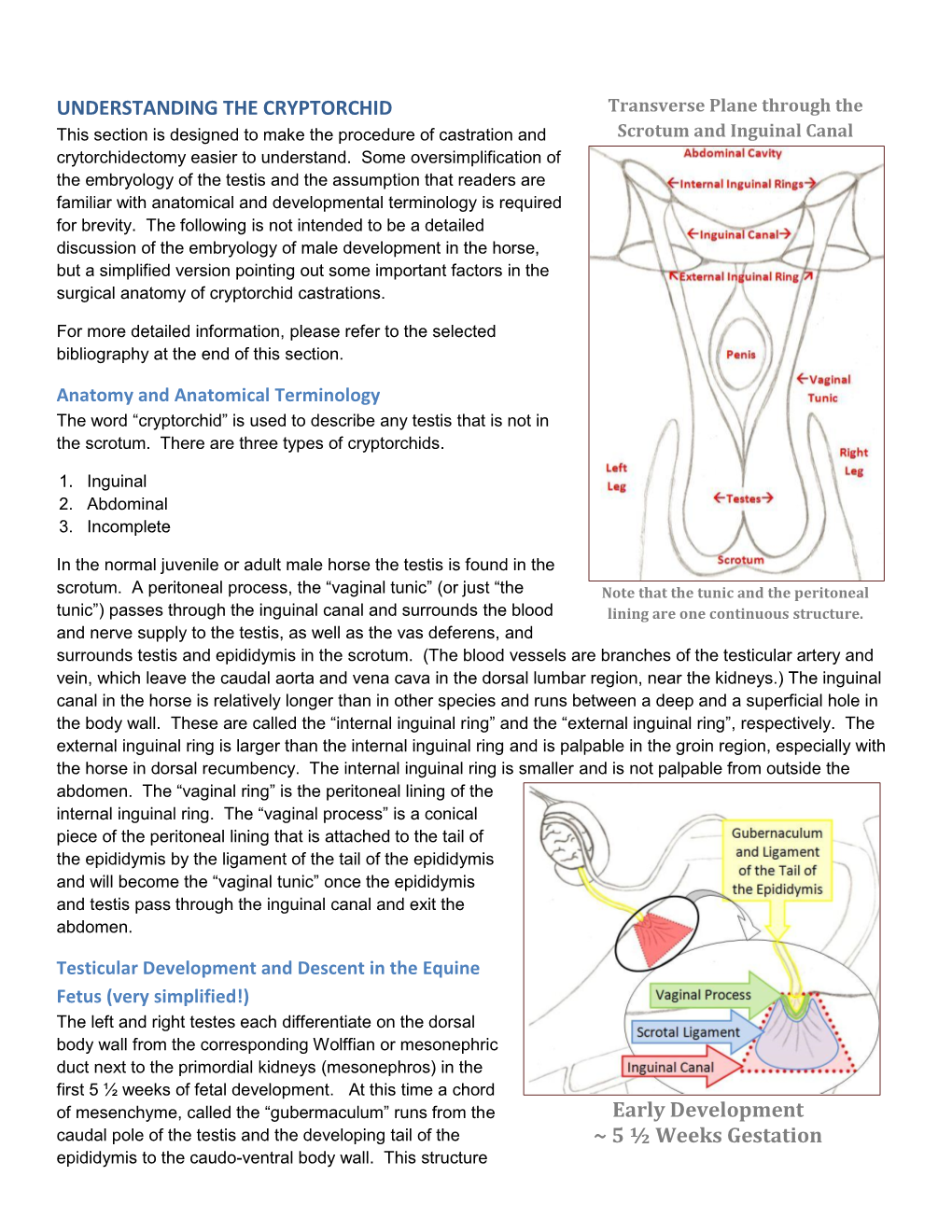 Transverse Plane Through the Scrotum and Inguinal Canal