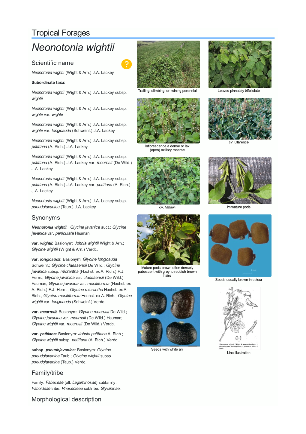 Neonotonia Wightii Scientific Name  Neonotonia Wightii (Wight & Arn.) J.A